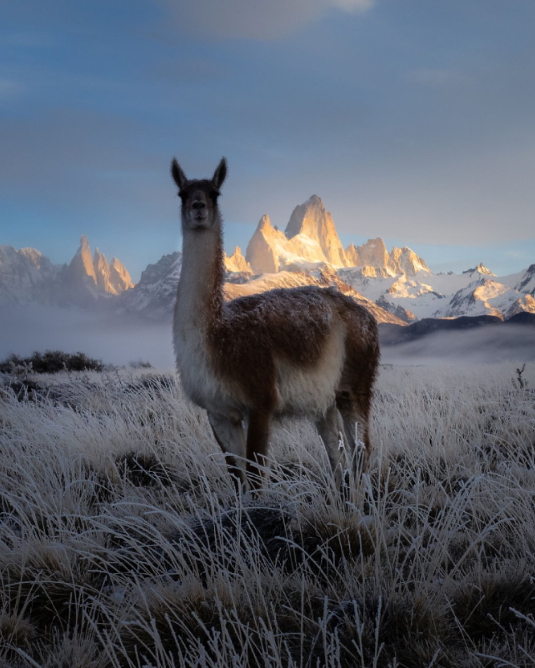 Guanaco en la estepa helada con el cerro Fitz Roy de fondo